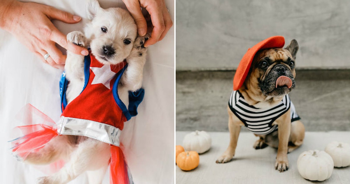 33 Halloween Captions For Your Pet’s Costume… Because They Know They’re The Cutest