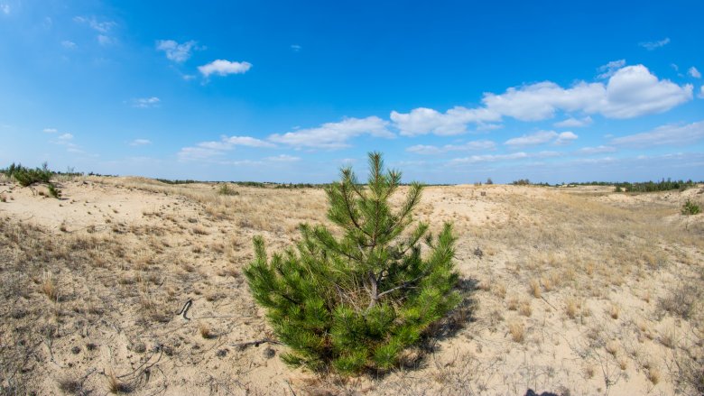 dry landscape