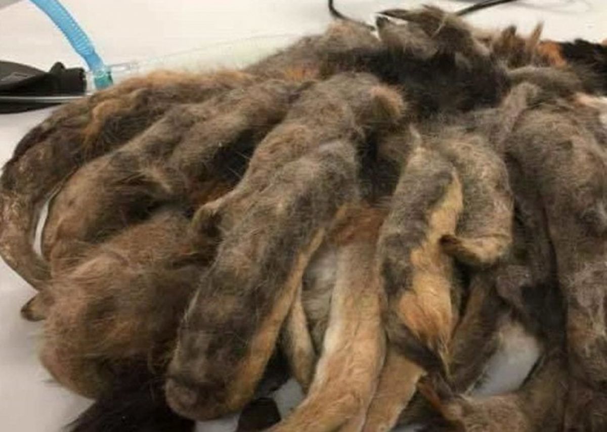 A Strange Creature Was Found Living Under an Elderly Man’s Bed, But What Was It?